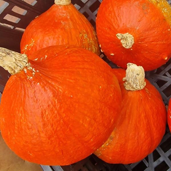 Hokkaido Kürbis